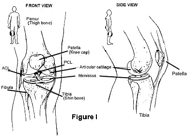 ACL diagram from Johns Hopkins Medical Center